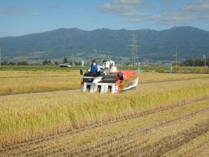 コンバインによる刈取の実演