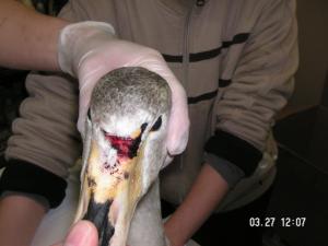 電線に衝突したハクチョウ