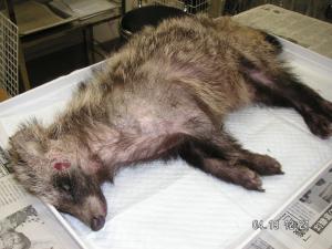 疥癬症のタヌキ