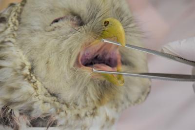 フクロウの診察