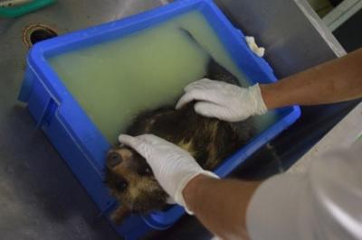 薬浴中のタヌキ