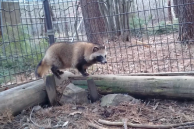 訓練するタヌキ