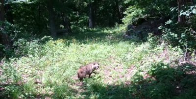 野生に帰るタヌキ