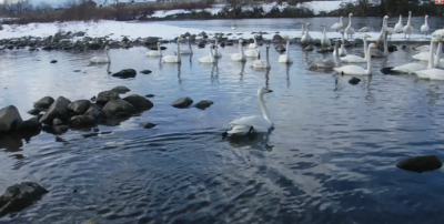 野生に帰るハクチョウ
