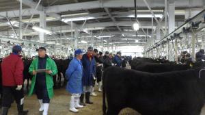 セリ前に牛を見極める購買者