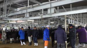 セリ前に牛を磨き上げる販売者