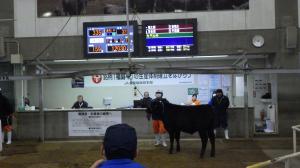 最高落札価格で売買された子牛