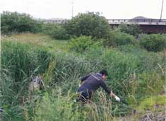 河川の清掃作業をしている写真