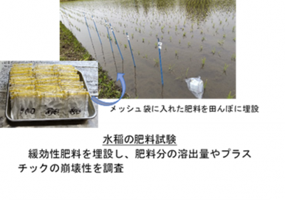 水稲の肥料試験