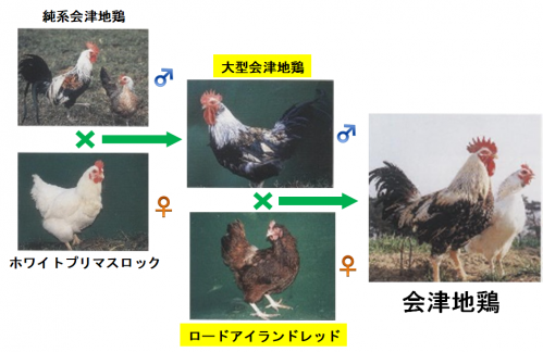 会津地鶏の交配様式の写真です。大型会津地鶏の雄とロードアイランドレッドの雌を交配したものが会津地鶏です。