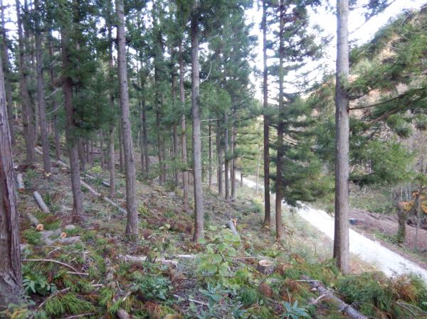 4.森林整備が進む林業専用道「小塩麻布支線」