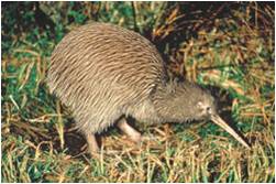 ニュージーランドの国鳥キウイ