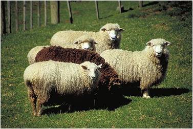 ニュージーランドの羊の写真