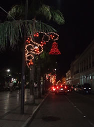 街路樹（ヤシの木）に付けられたNavidad（クリスマス）飾り