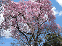 ラパーチョの花の木