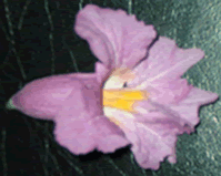 ラパーチョの一つの花