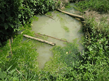 藻が生え濁ったため池