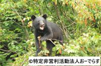 クマ（特定非営利活動法人おーでらす提供）