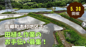 喜多方市高郷田植えのお手伝い