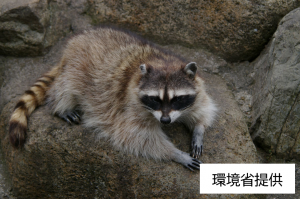 アライグマ