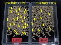 白未熟粒の状態