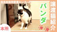 パンダ動画