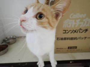 モッツァ3