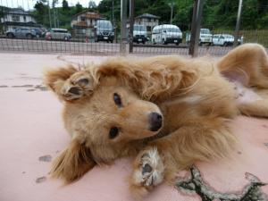 きなこ３