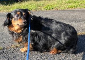 犬