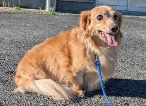 犬