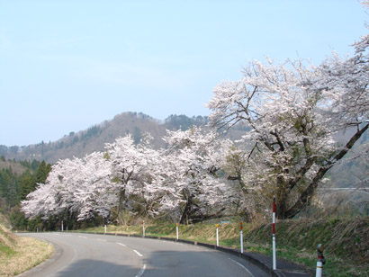 風坂の桜