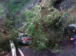 施工前　山の木が倒れ車を直撃！