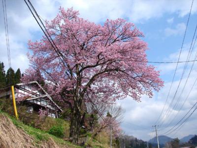 小栗山の桜