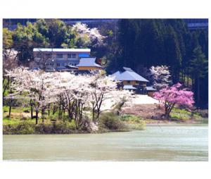 早戸温泉郷の桜