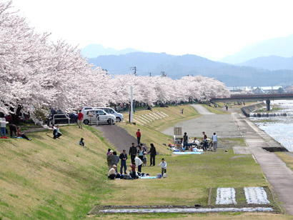 宮川の千本桜