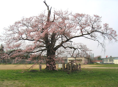 古御田神社の種蒔桜