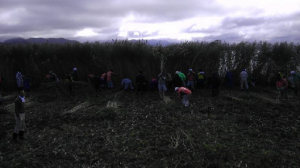 猪苗代湖岸ヨシ刈り・清掃ボランティア2