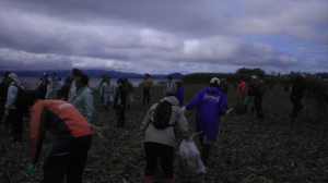 猪苗代湖岸ヨシ刈り・清掃ボランティア3