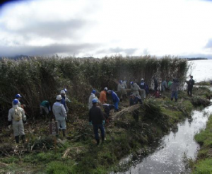 猪苗代湖岸ヨシ刈り・清掃ボランティア6
