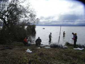 猪苗代湖岸ヨシ刈り・清掃ボランティア7