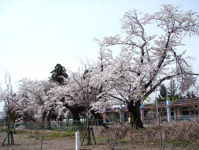 笈川幼稚園の桜