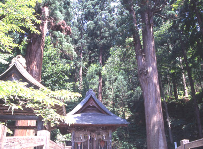 厳島神社の杉
