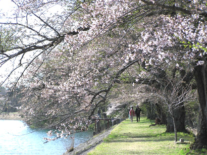鍋沼の桜