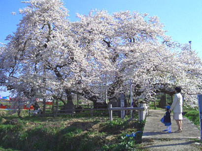 石部桜