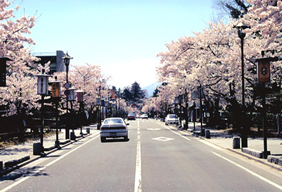 北出丸大通りの桜