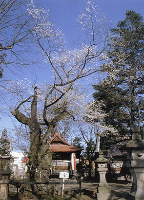 蚕養神社の峰張桜