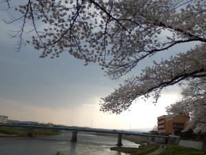 阿武隈川的河岸边也是樱花满开！