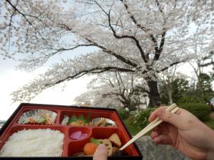 边赏樱边享用便当、这才是日本流！
