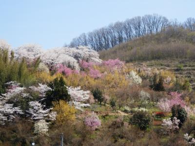 花見山