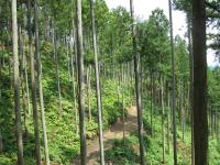 森林環境の適正な保全の一例